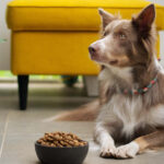 Pet care article image