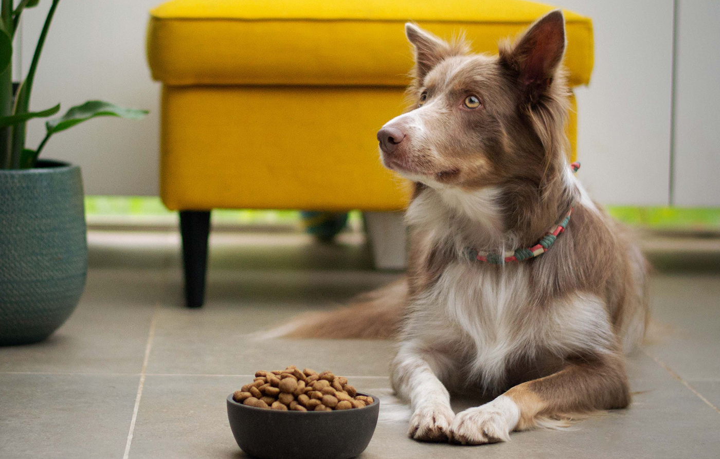 Pet care article image