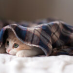 Pet care article image