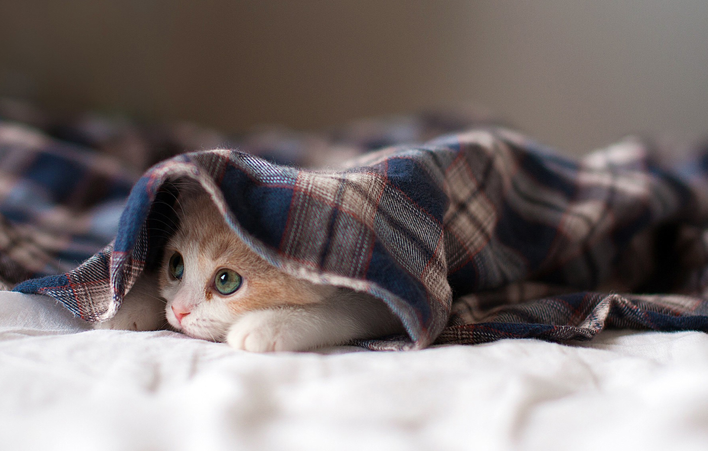 Pet care article image