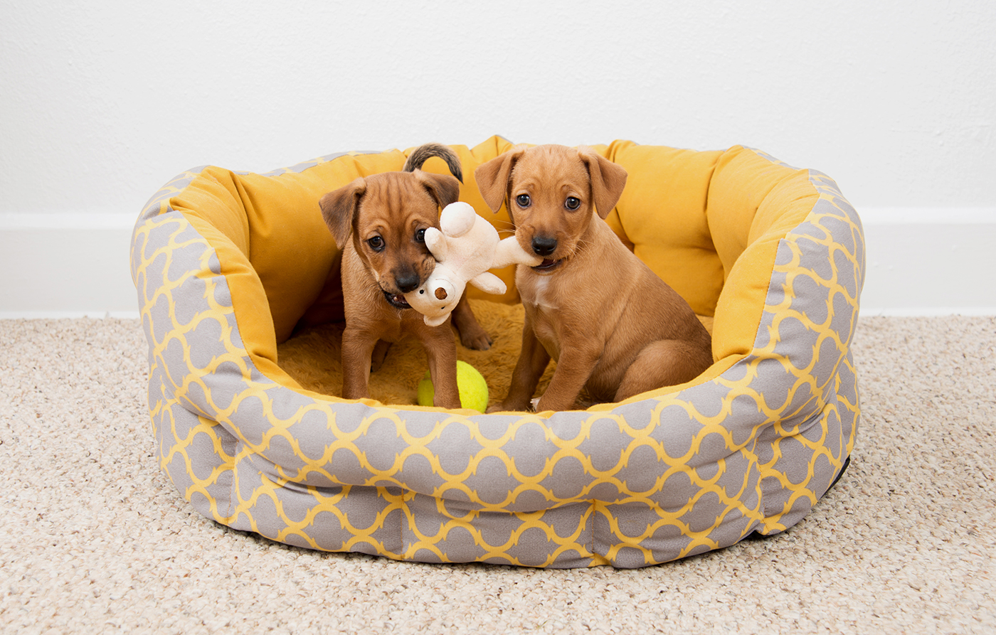 Pet care article image