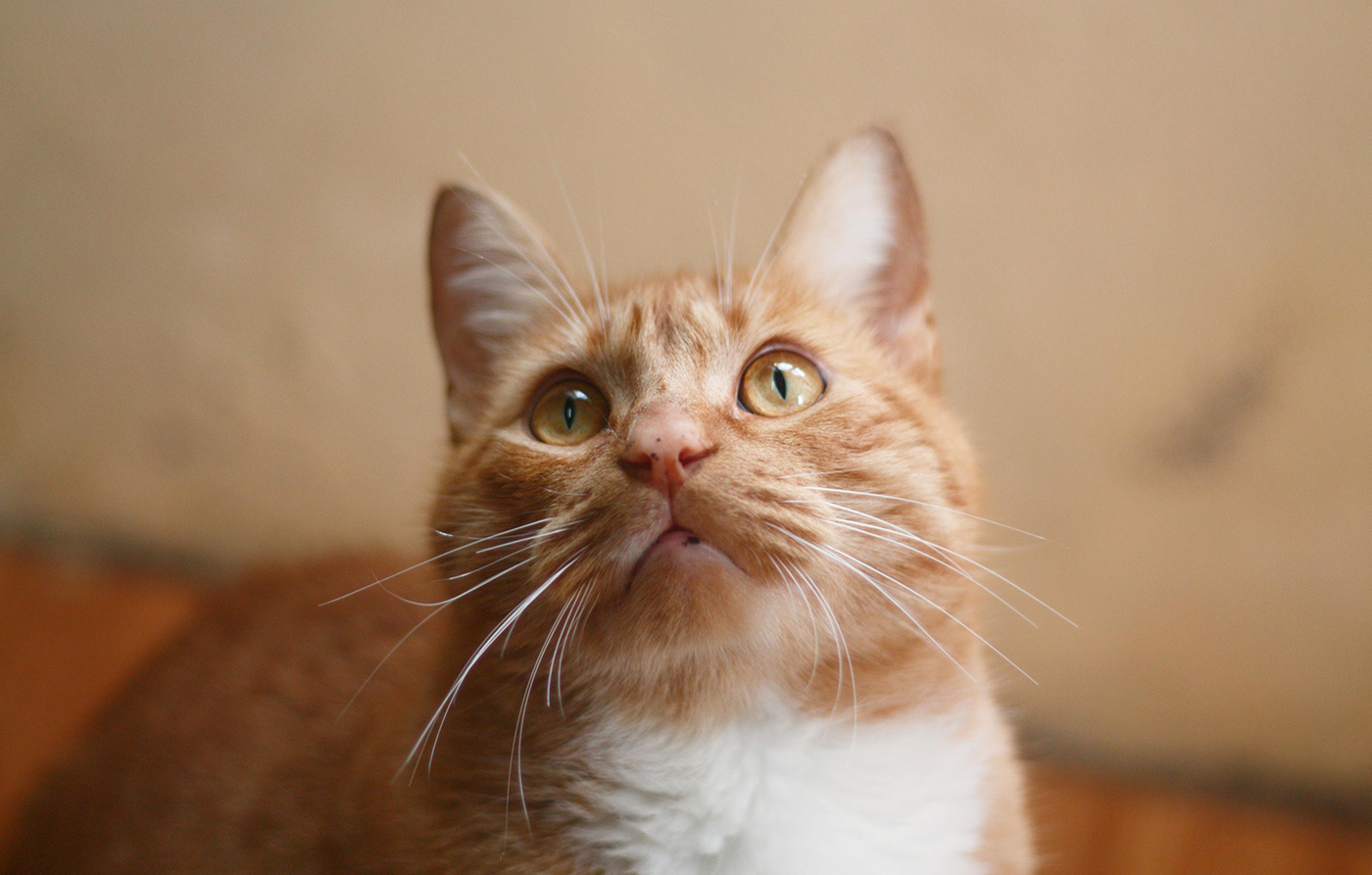 Pet care article image
