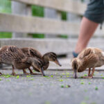 Pet care article image